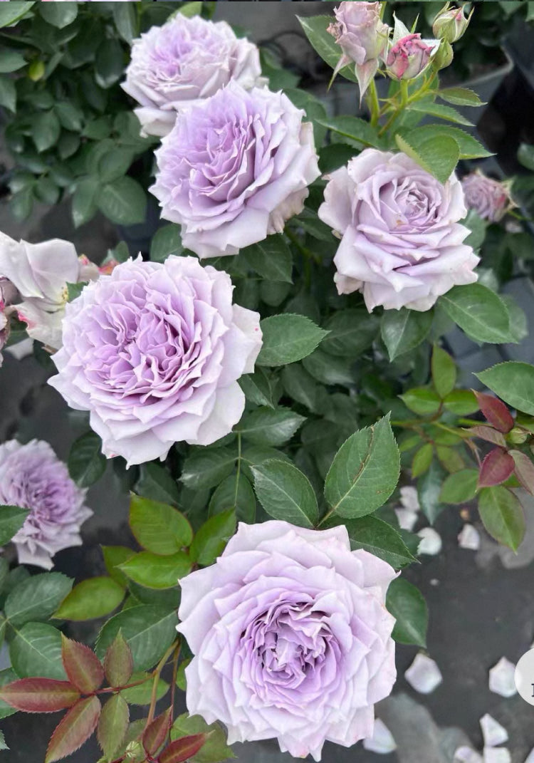 Purple moonlight  Asia rose
