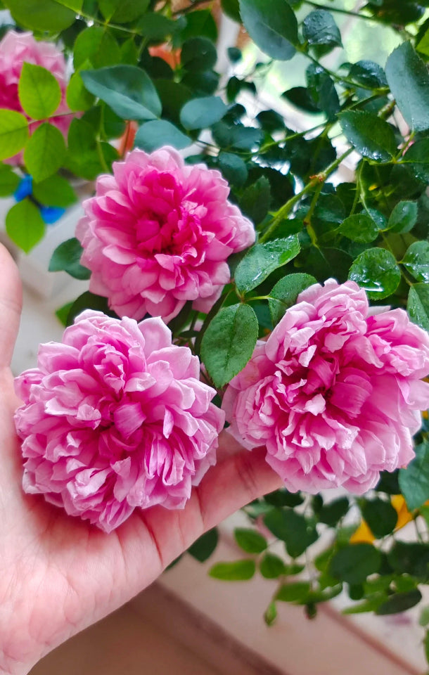 David Austin Sister Elizabeth