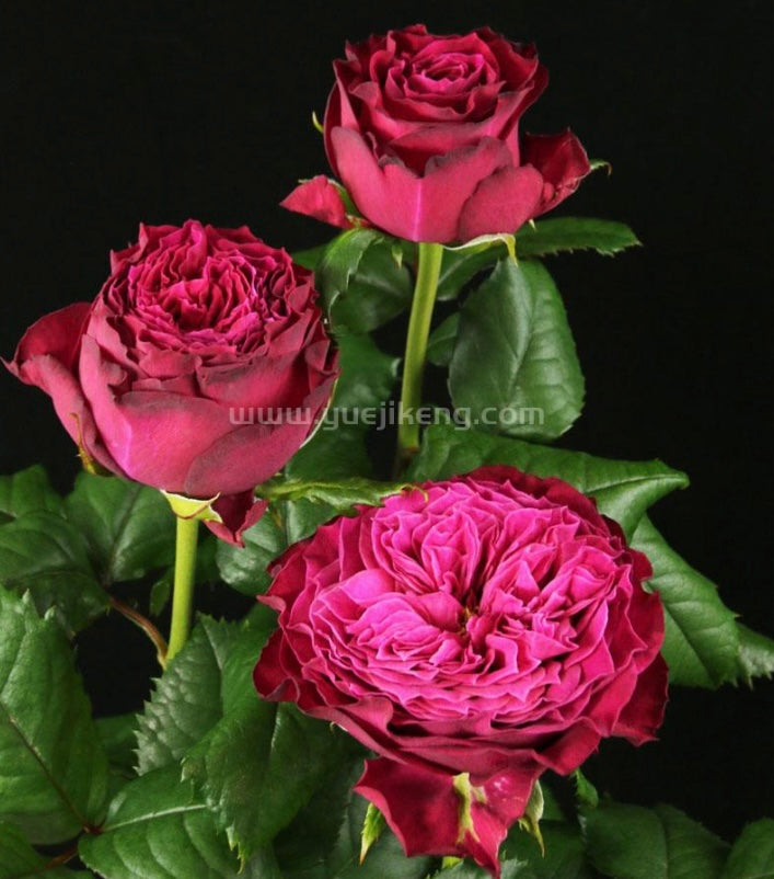 New! Magic vuvuzela cutting rose