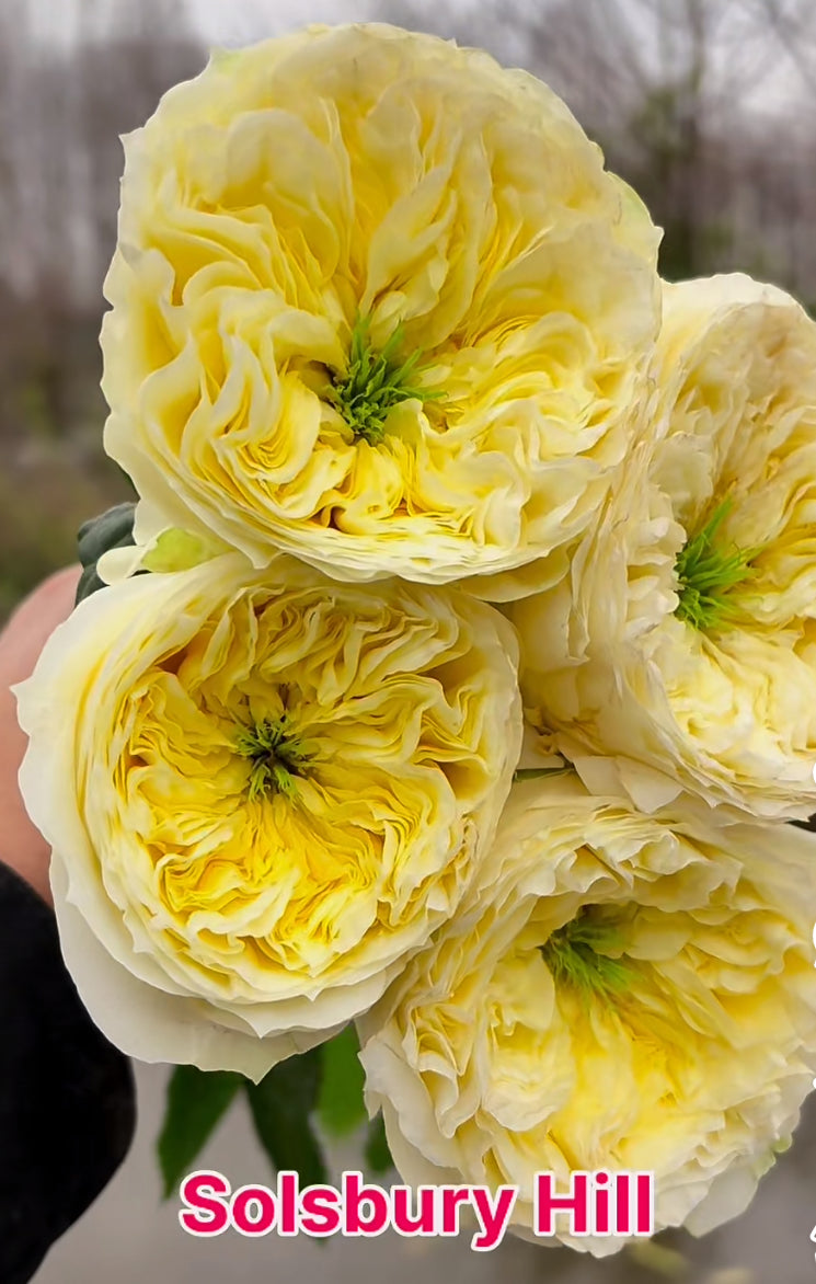 Solsbury Hill Germany Wans cutting rose