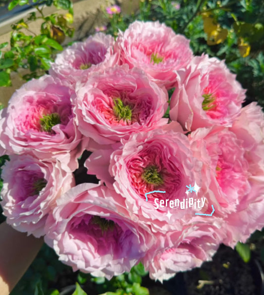 New cutting rose Serendipity 机缘巧合rose plant