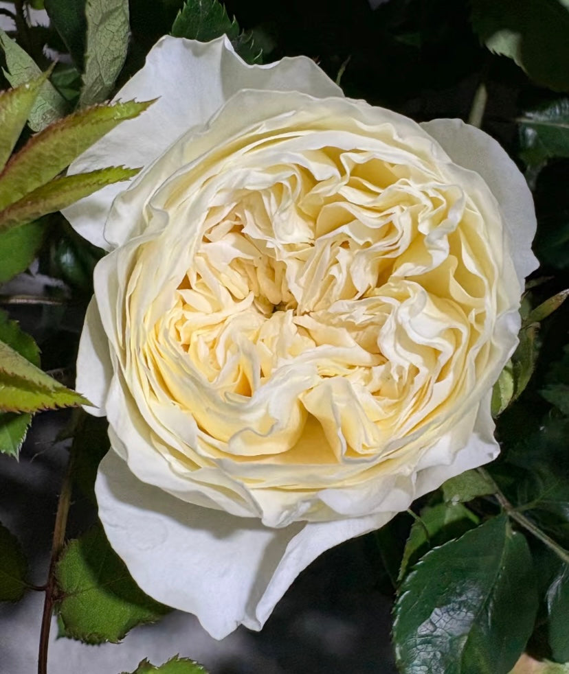 New2025 Qiongyin light yellow rose plant Chinese