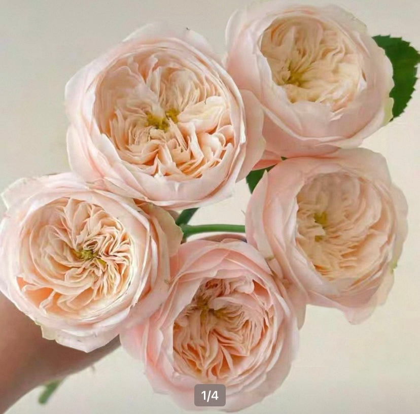Darlington sweet cutting rose