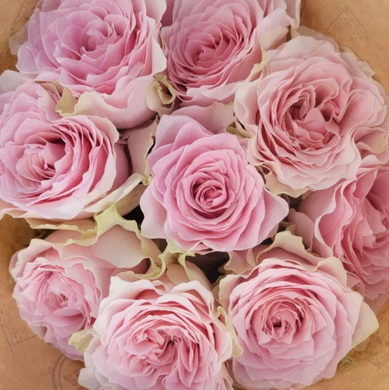 Country Peonia