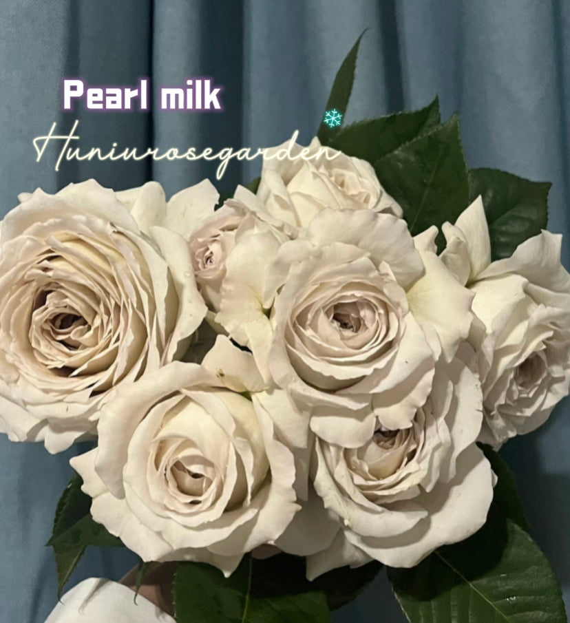 Pearl milk Japanese rose