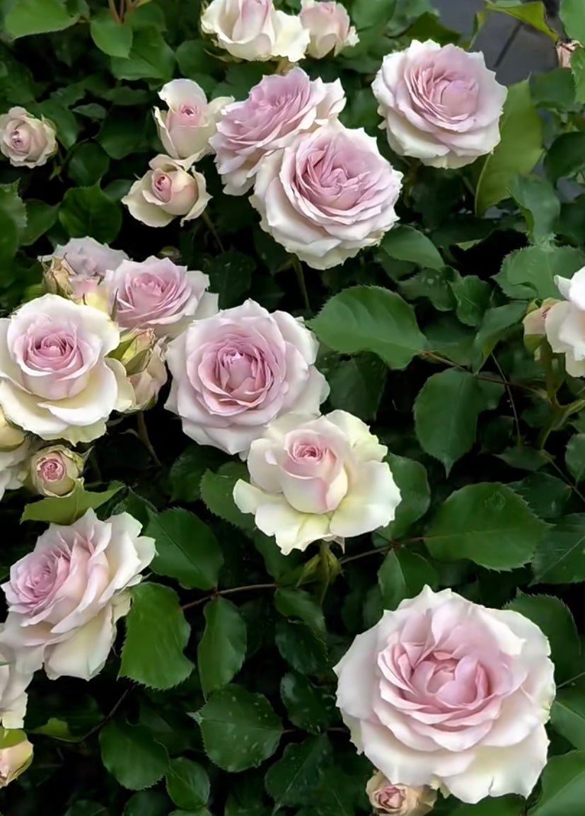 New! Tantau Sliver Rain cutting rose green purple银雨