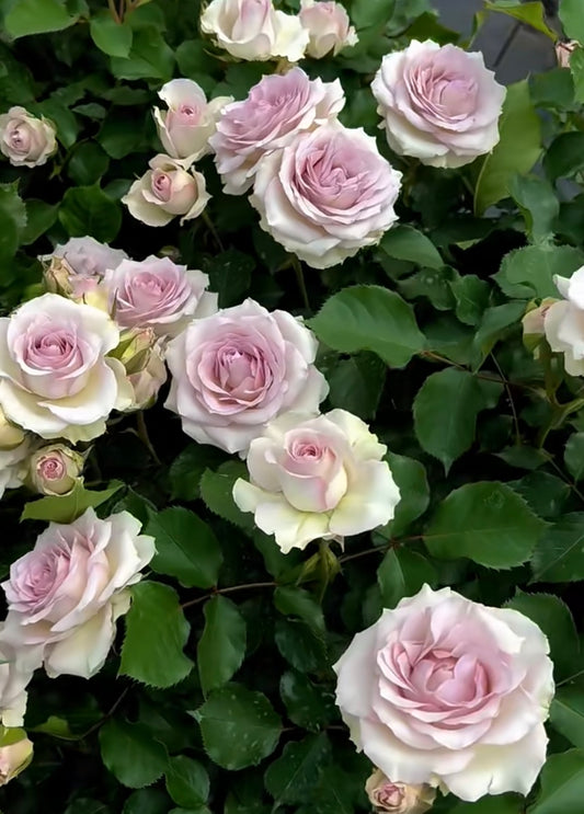New! Tantau Sliver Rain cutting rose green purple银雨