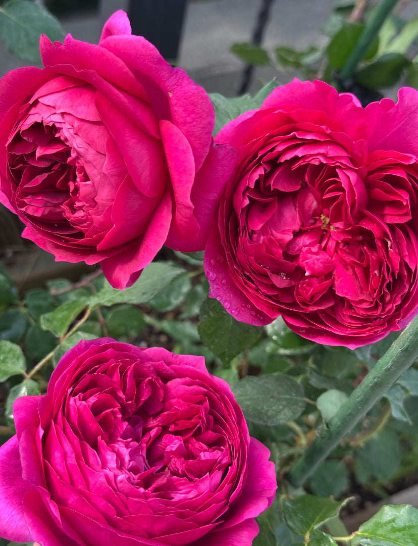 Japanese rose strong fragrance Autumn rouge