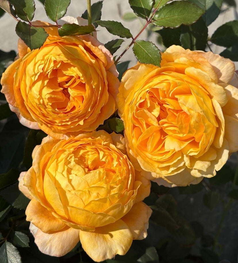 2024, New Asia rose , pumpkin puff