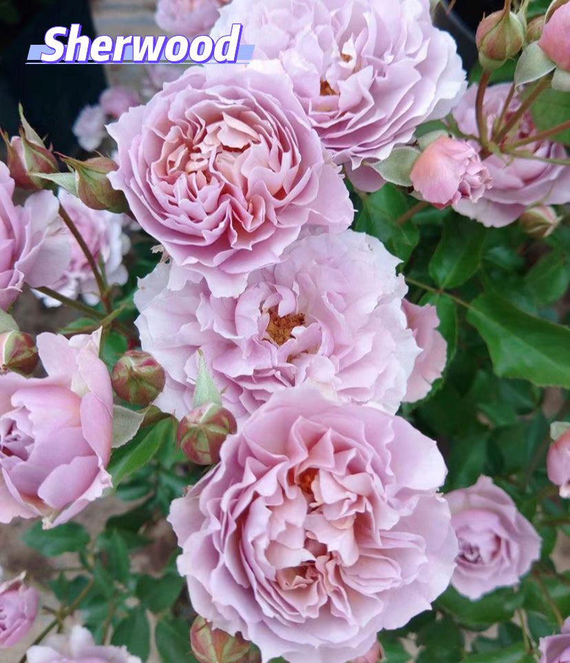 2023 new Japanese Sherwood rose