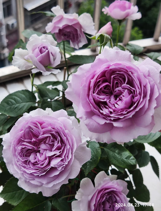 Sale!Japanese perfect purple rose Lilas