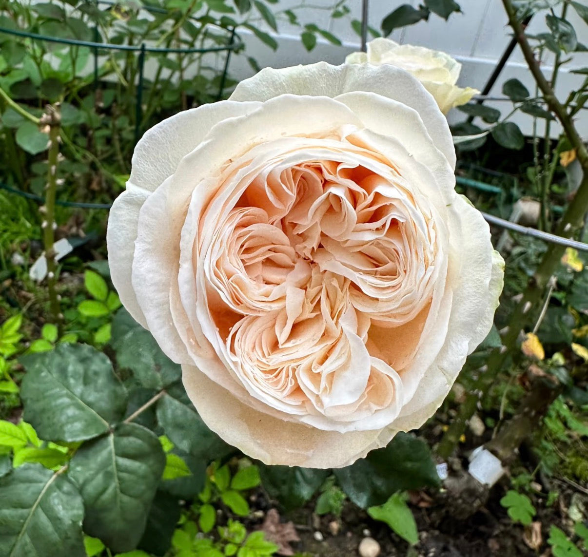 Temptress moon Japanese special rose 风月and Shiratama rose白玉