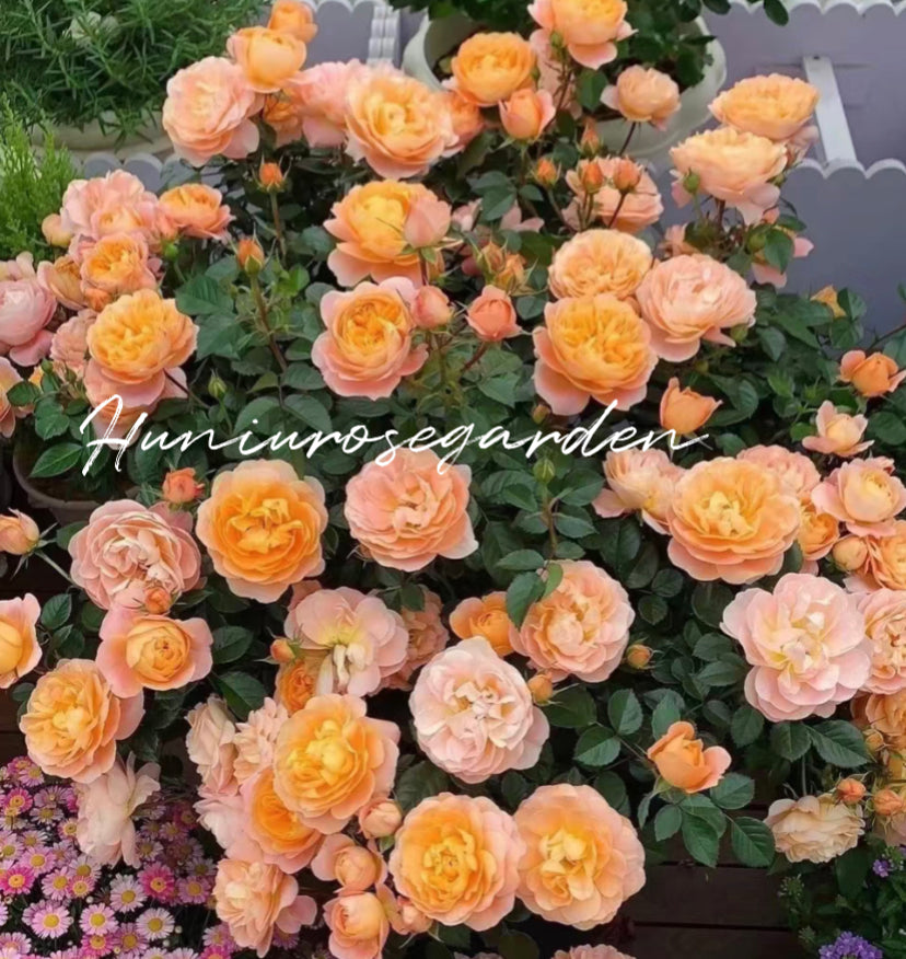 Juicy Terrazza Balcony Series