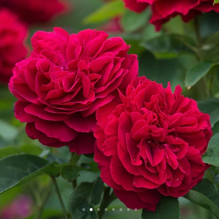 L.D. Braithwaite David Austin rose