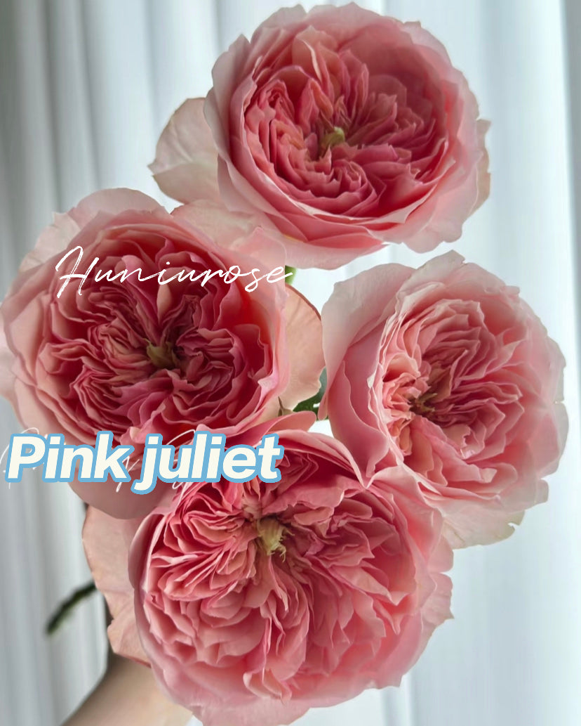 2023new rare rose Romeo( pink Juliet)