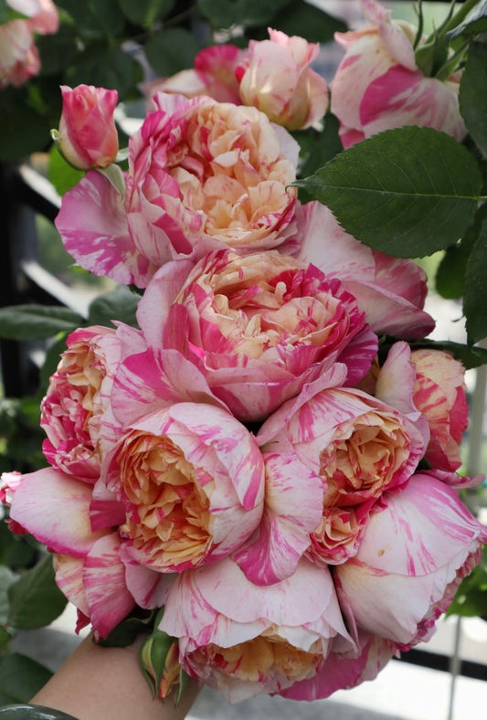 EdouardManet French strip rose