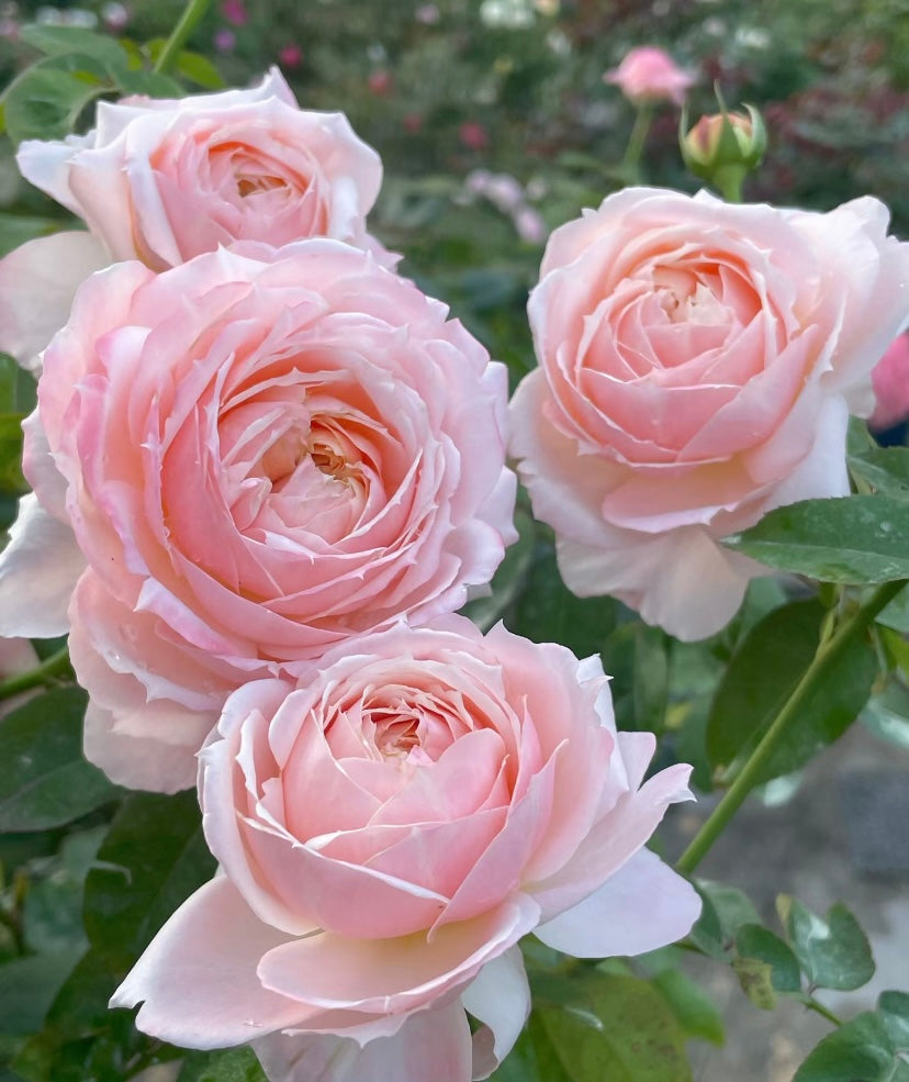 Asia new rose Xuemeiniang