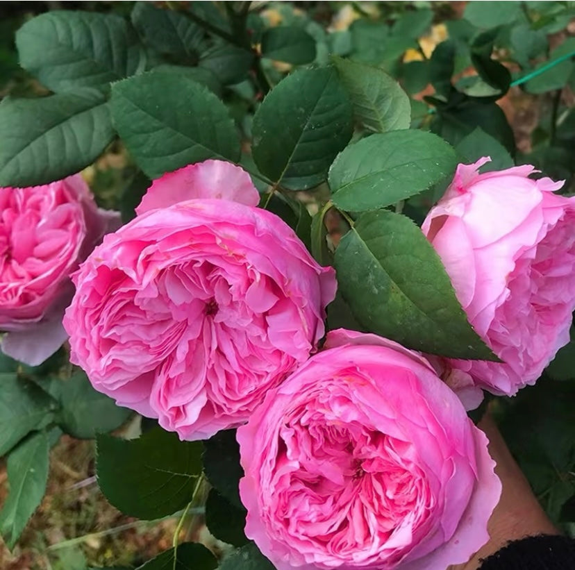 English wedding cutting rosé Carey
