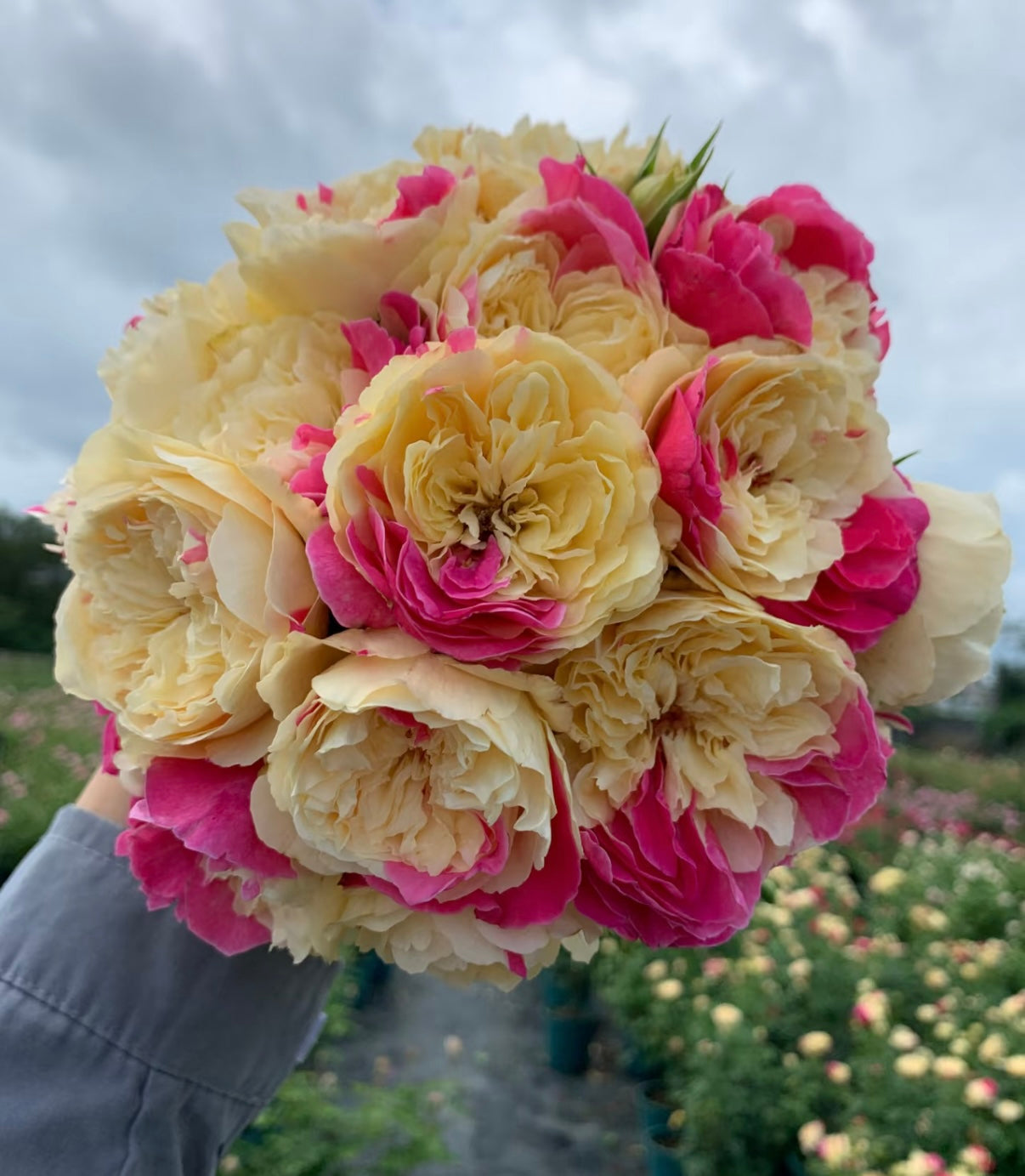 Temptress moon Japanese special rose 风月and Shiratama rose白玉