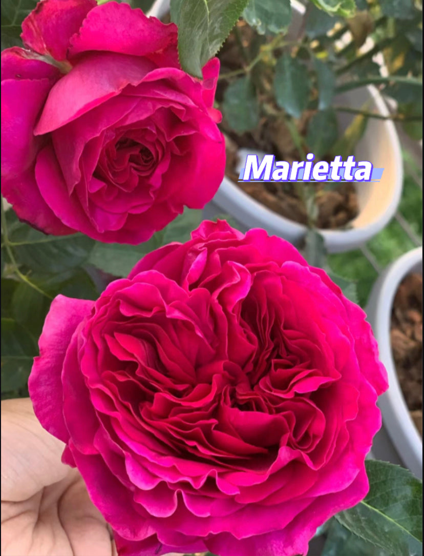 Marietta Germany Tantau