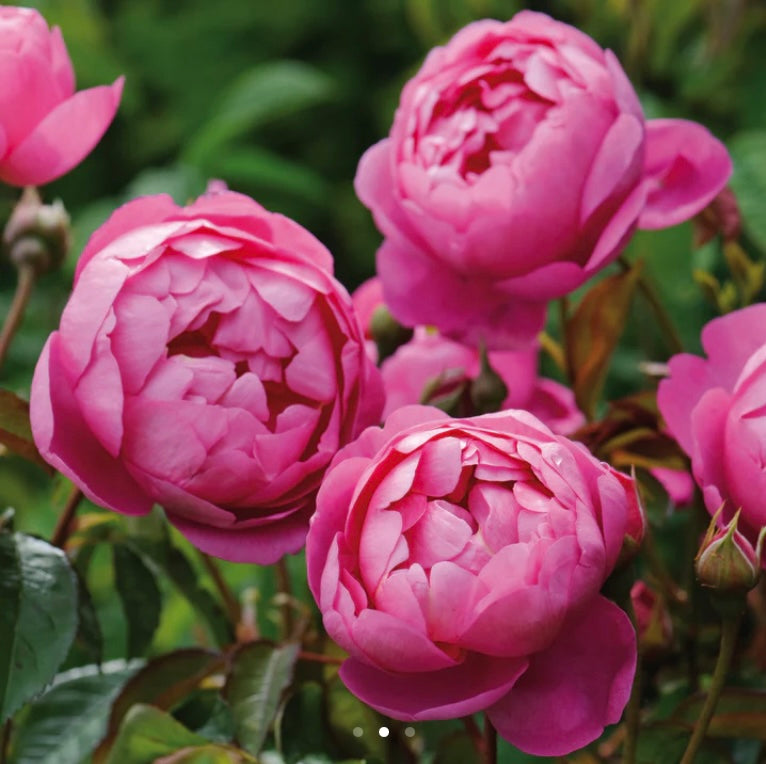 Royal jubliee English rose
