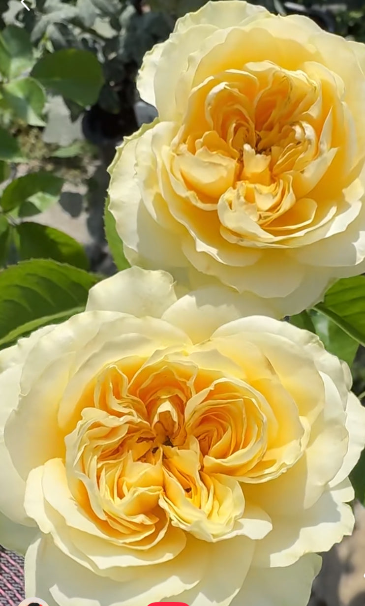 Antonia Garden cutting rose plant