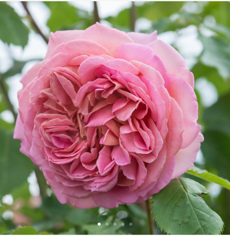 English Jubilee cele rose 银禧庆典