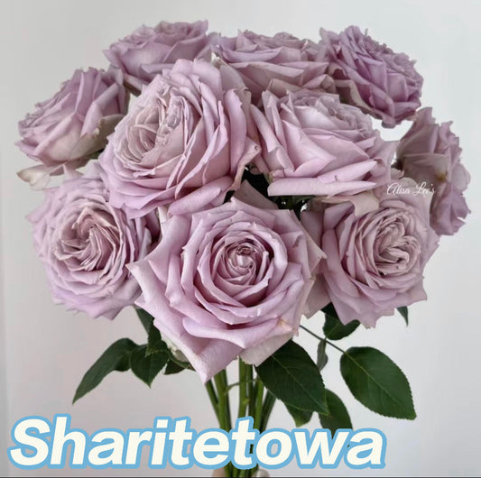 Sharitetowa retro colour Japanese Charity rose