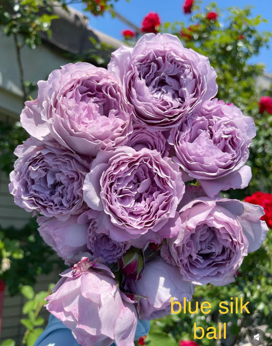 Blue silk ball,Yinyin Qing, libellula