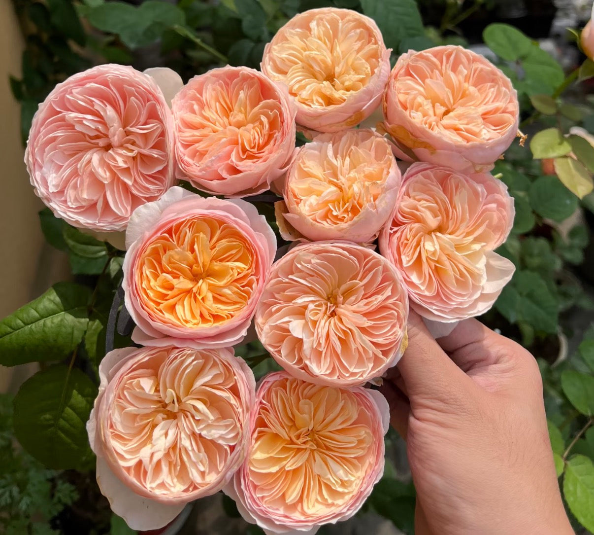 Hanxian Chinese climbing rose