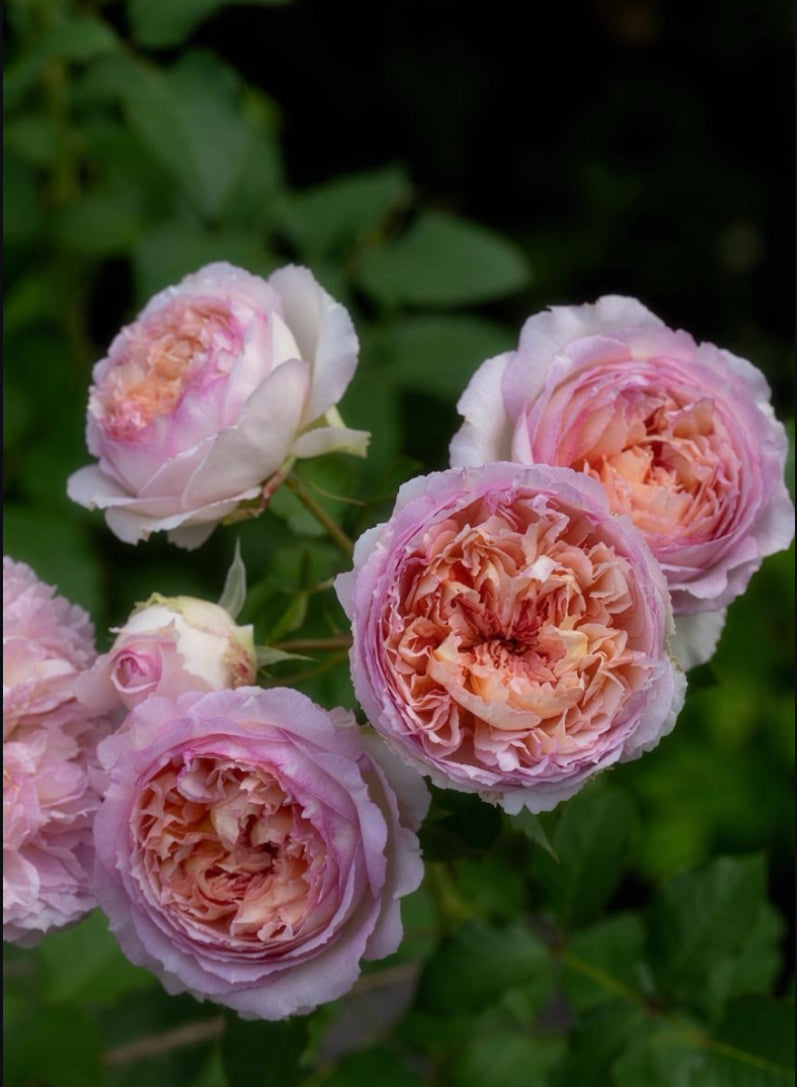 Träumerei Japanese rose apricot pink梦幻曲