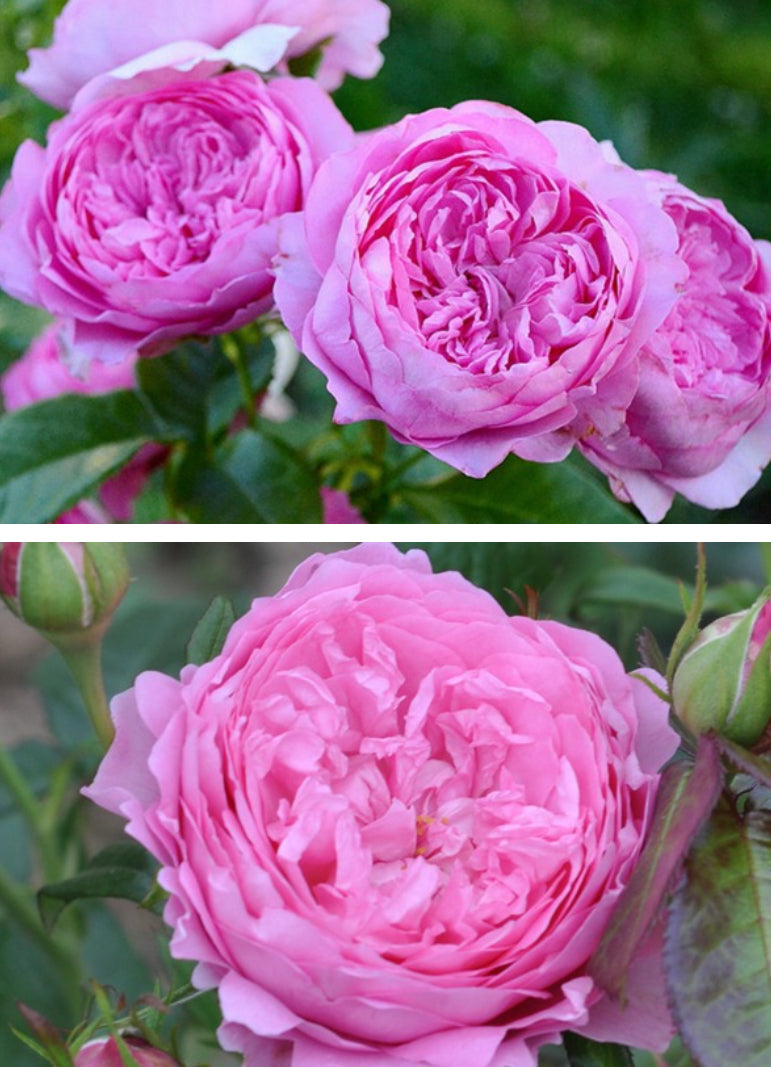 Chantal Mérieux French Gullio strong fragrance