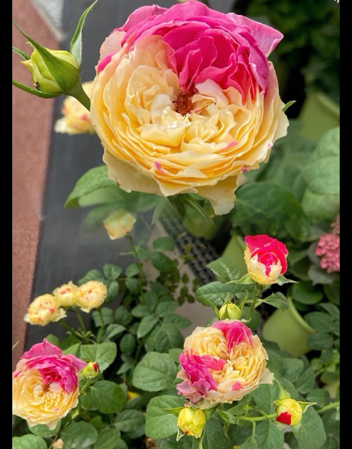 Temptress moon Japanese special rose 风月and Shiratama rose白玉