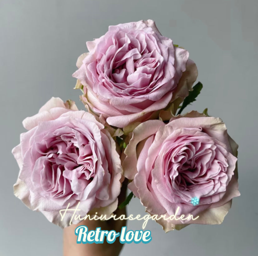 Very new Cutting rose retro love Wans