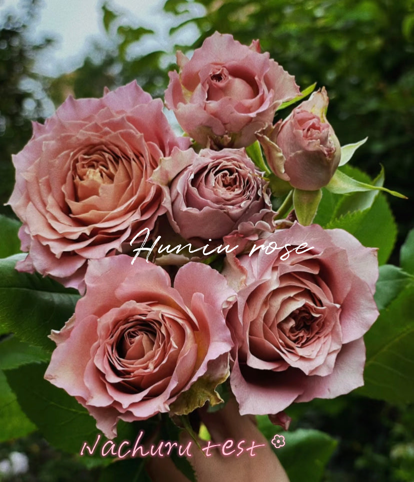 Nachuru test rose