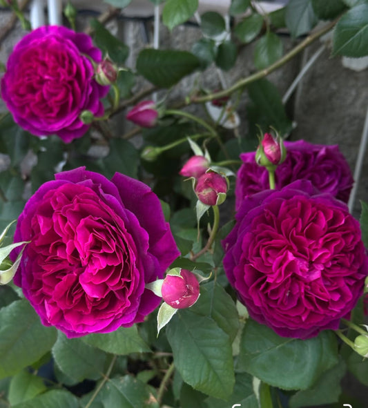 English rose Munstead W