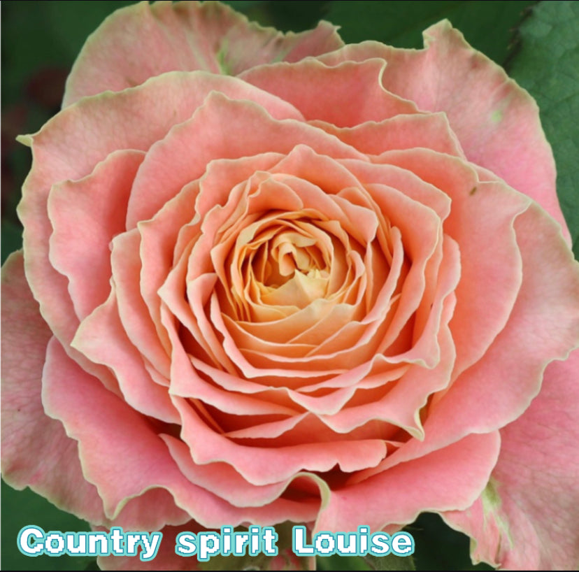 Germany Tantau Country spirit Louise