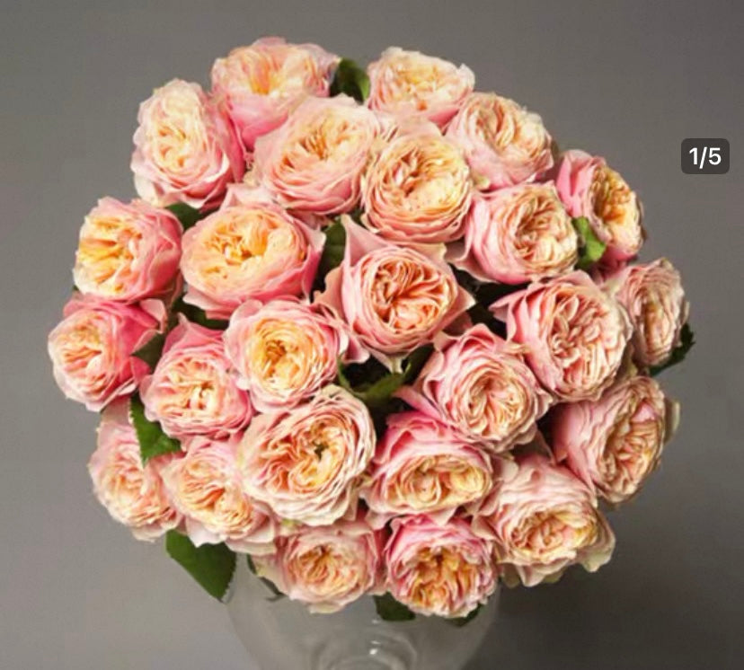 New! Sweet vuvuzela cutting rose