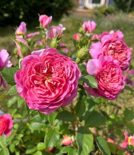 English rose Emma’s Bridgewater 爱玛水桥