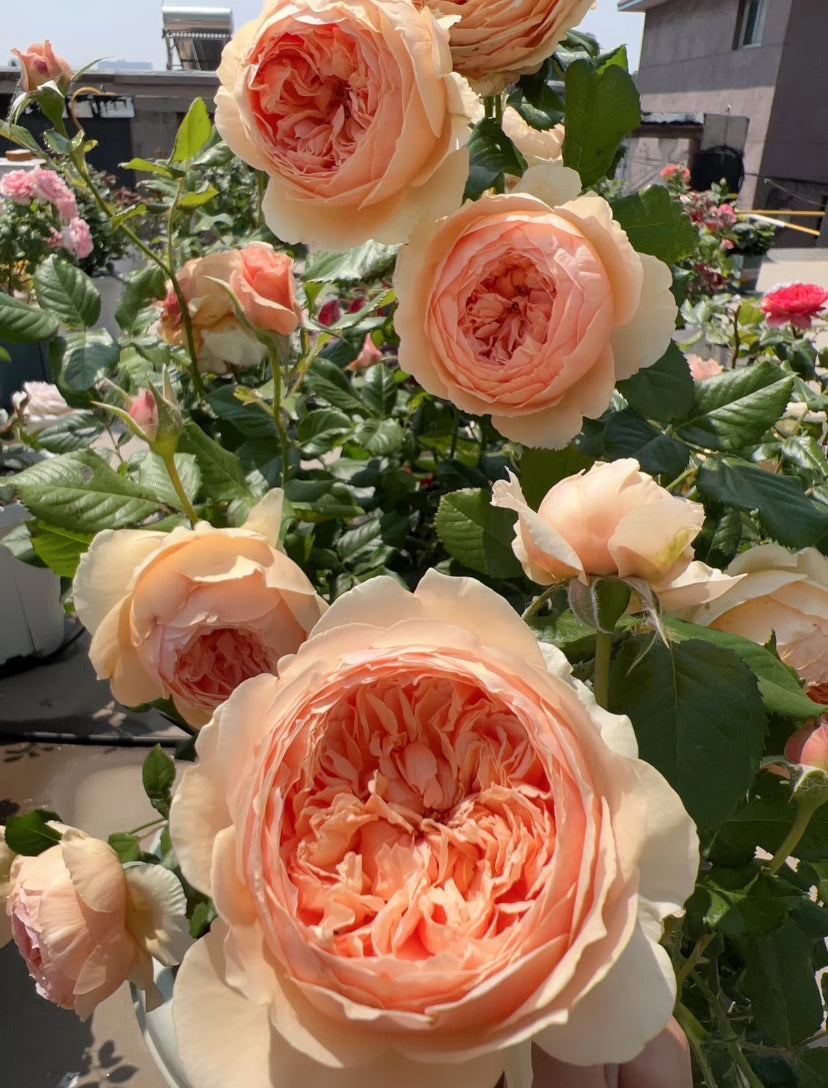 Sale! Japanese rose Masora