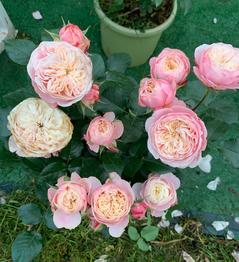 Victory’s classic cutting rose
