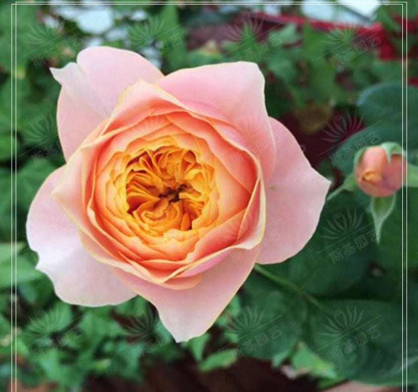 New! Sweet vuvuzela cutting rose