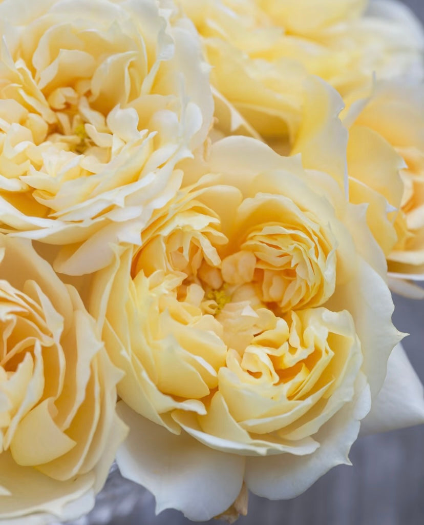 Antonia Garden cutting rose plant