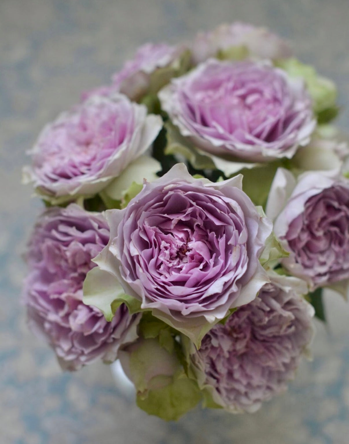 Japanese purple blue rose Coffret