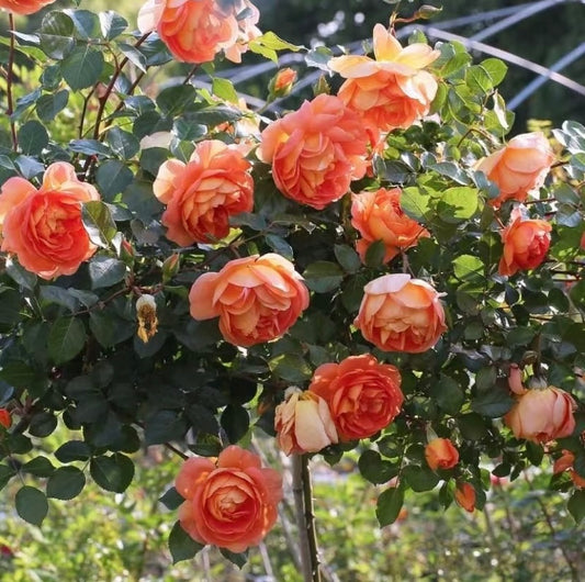 Pat Austin David Austin rose