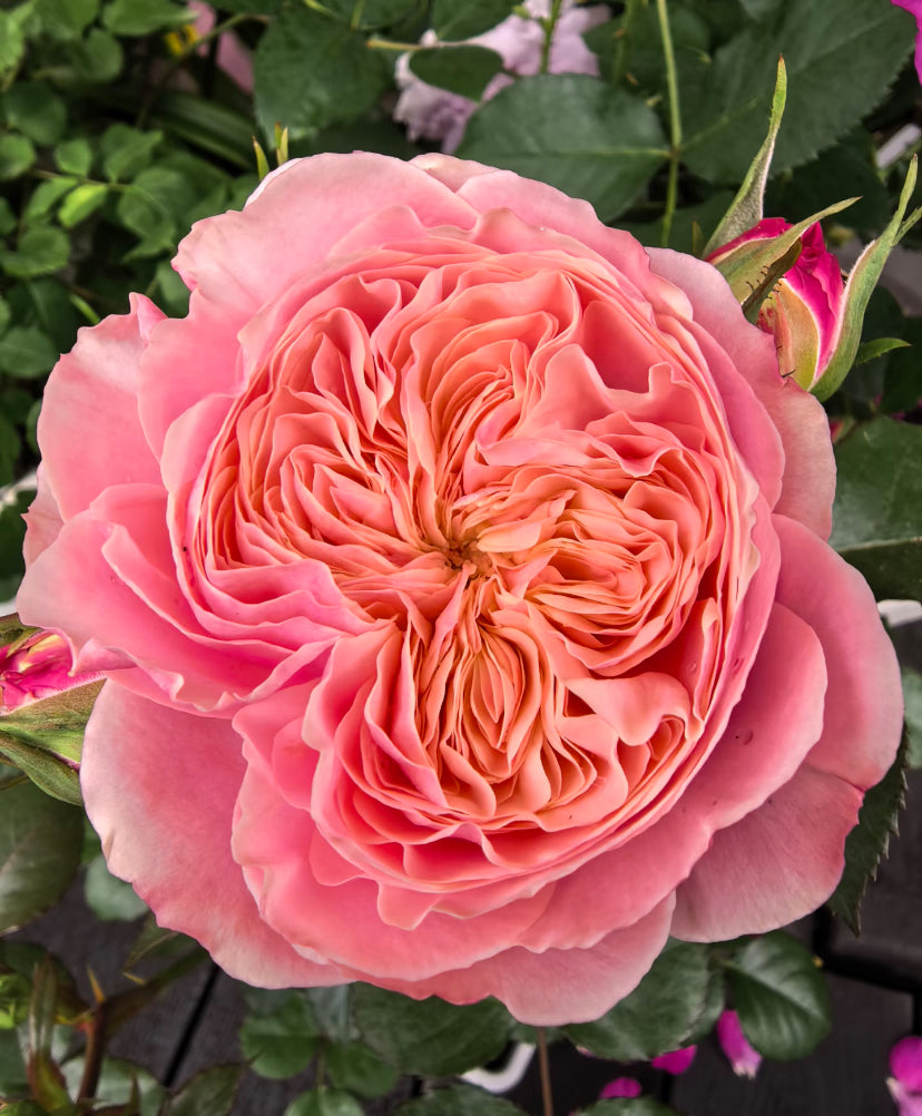 Victory’s classic cutting rose