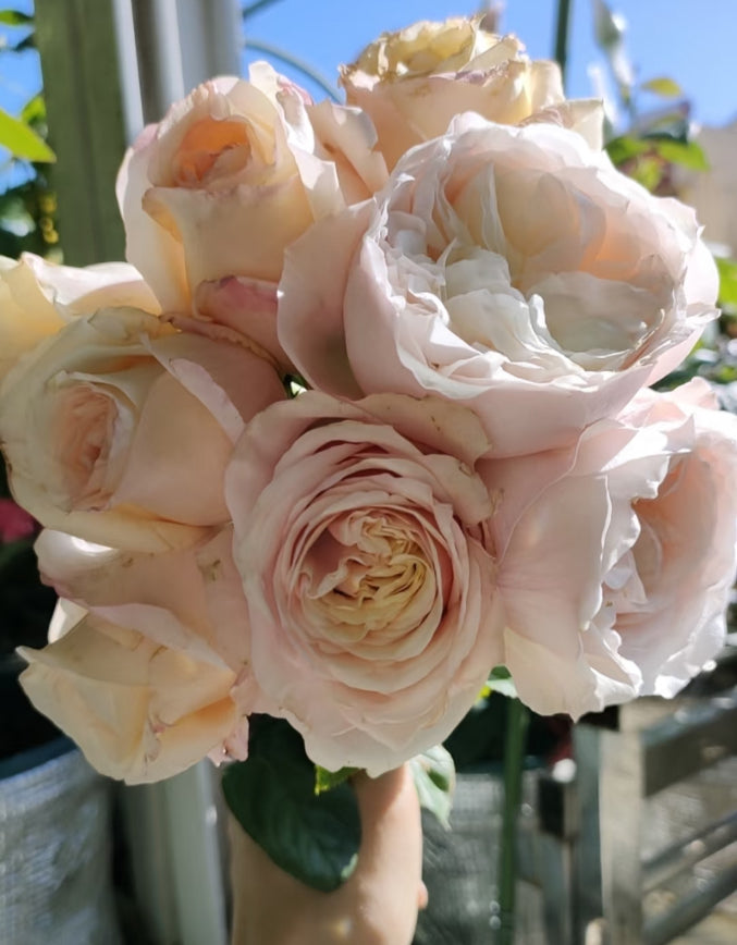 New cutting rose Katherine Harkneess English rose