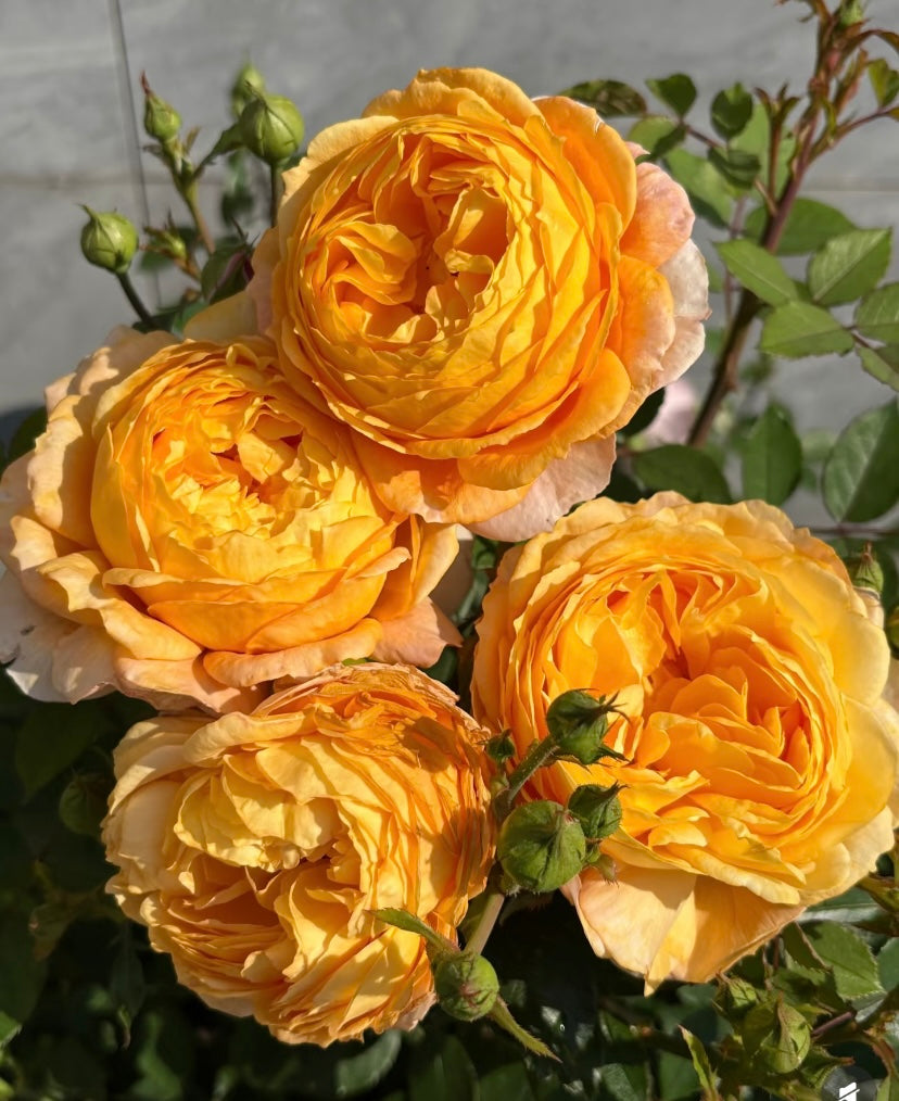 2024, New Asia rose , pumpkin puff