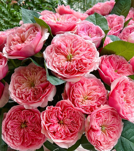New, Romeo cutting rose