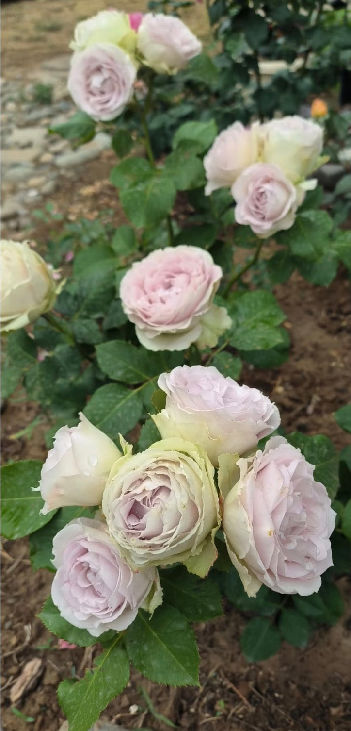 silver lace Dutch cutting rose